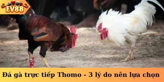 Đá gà trực tiếp Thomo