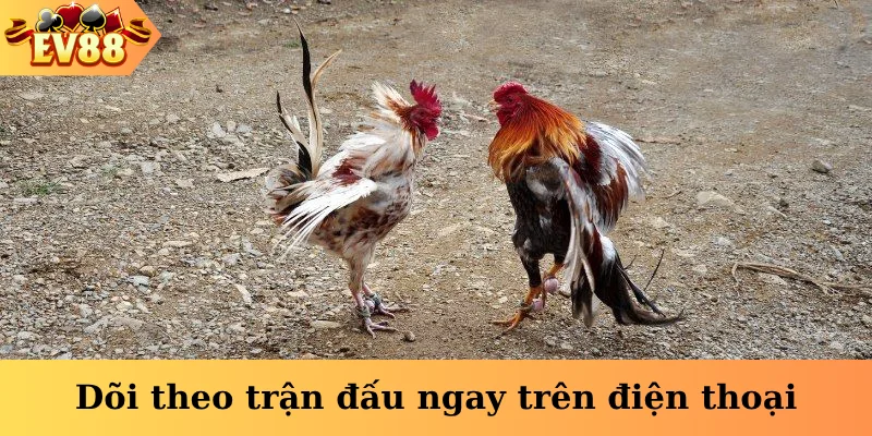 Dõi theo trận đấu ngay trên điện thoại